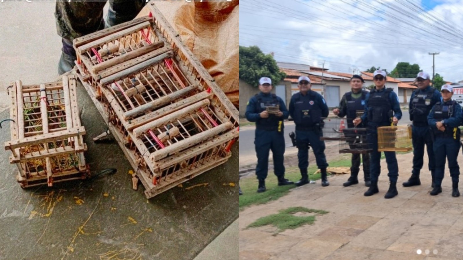 Fiscalização em Parnaíba Revela Profundidade do Tráfico de Aves Silvestres no Litoral Piauiense