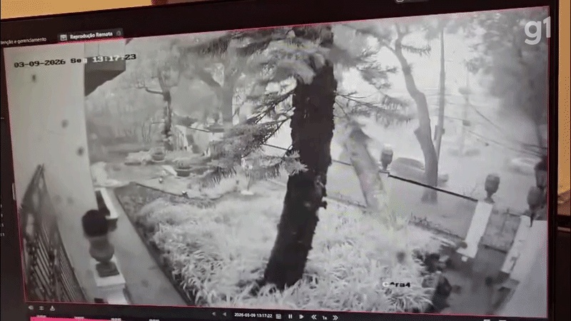 Queda de Árvore em BH: Reflexos de uma Vulnerabilidade Urbana Recorrente