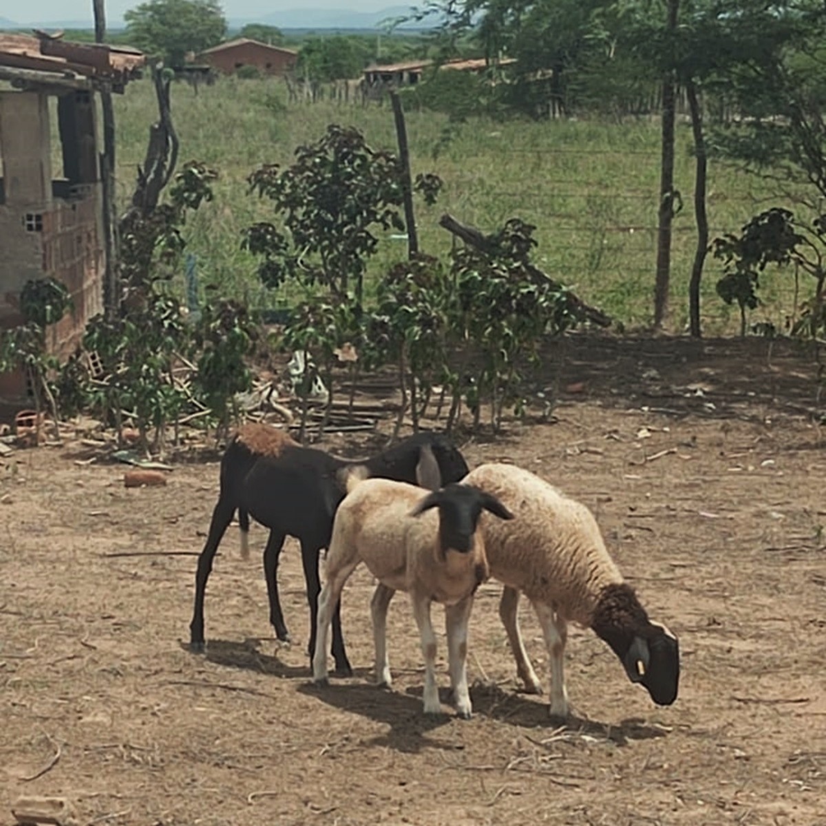 Mortes Misteriosas de Animais em Craíbas Desafiam Lógica e Insegurança na Região