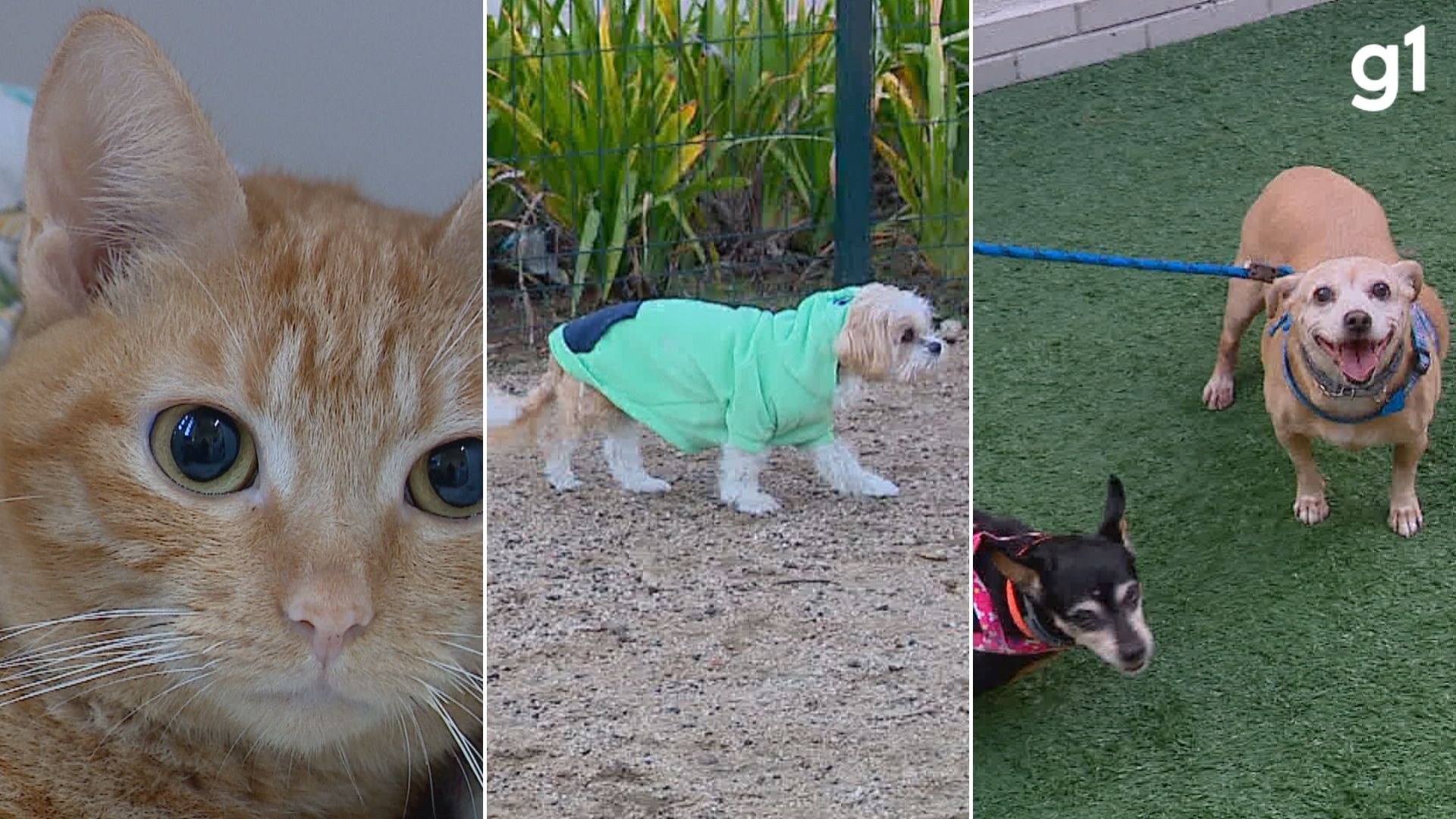 Inverno Gaúcho: Como a Onda de Frio Ameaça a Saúde dos Pets e Impacta o Orçamento Familiar