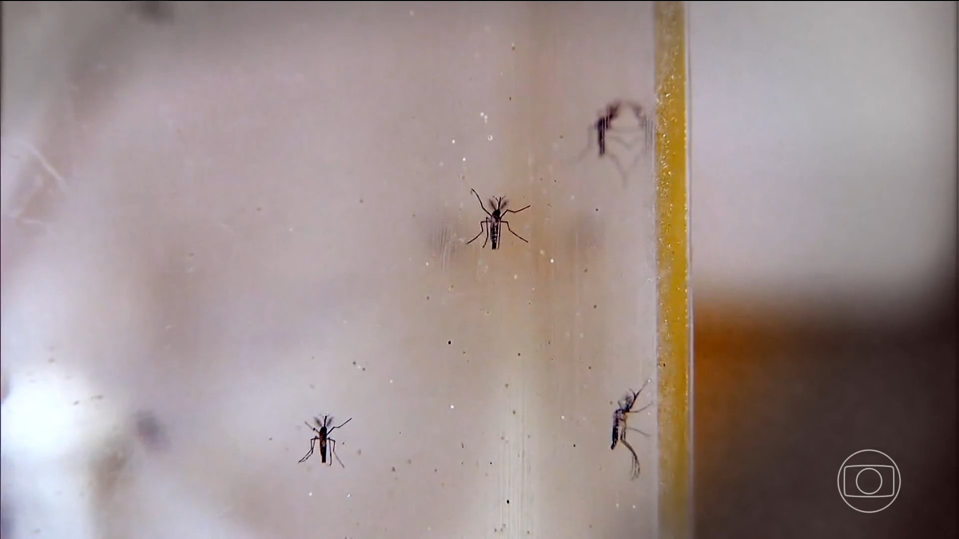 Piauí em Crise Sanitária: 11 Mortes por Dengue e Mais de 14 Mil Casos Revelam Desafios Urgentes na Saúde Regional