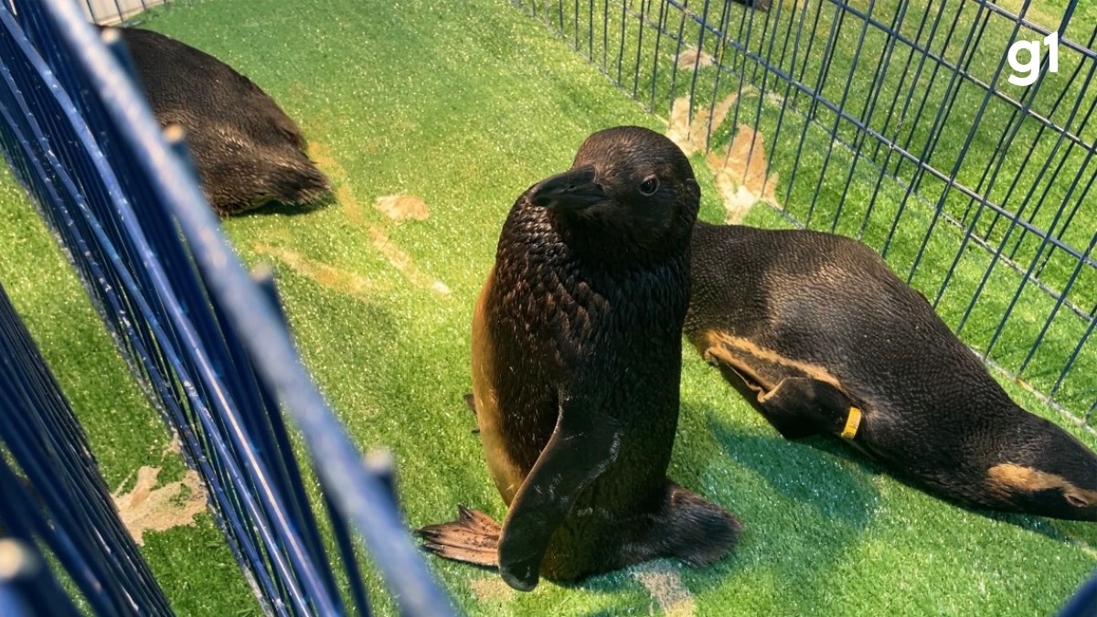 Mancha de Óleo no Litoral Gaúcho: O Alerta Silencioso dos Pinguins para a Saúde do Ecossistema e da Economia Regional