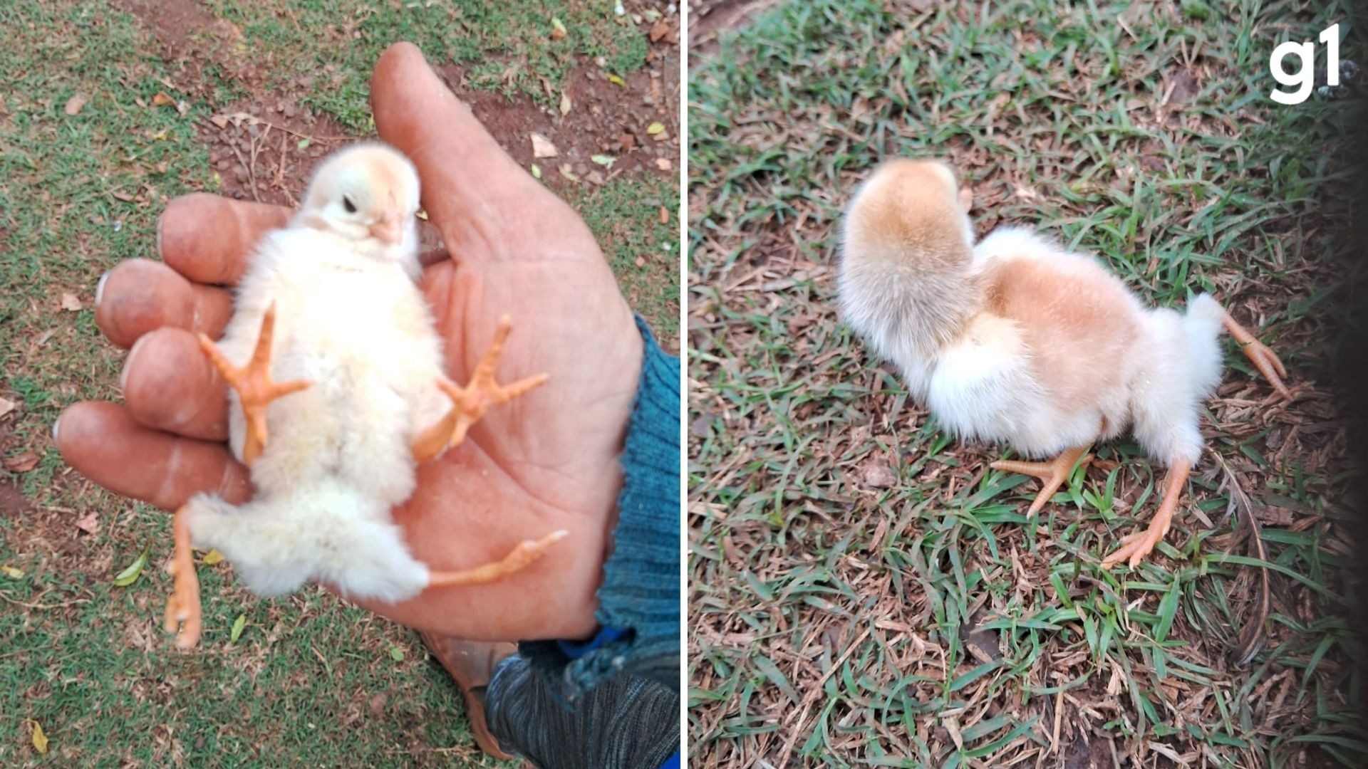Além da Curiosidade: O Pintinho de Quatro Patas em São Borja e os Desafios Silenciosos da Genética na Pecuária Gaúcha