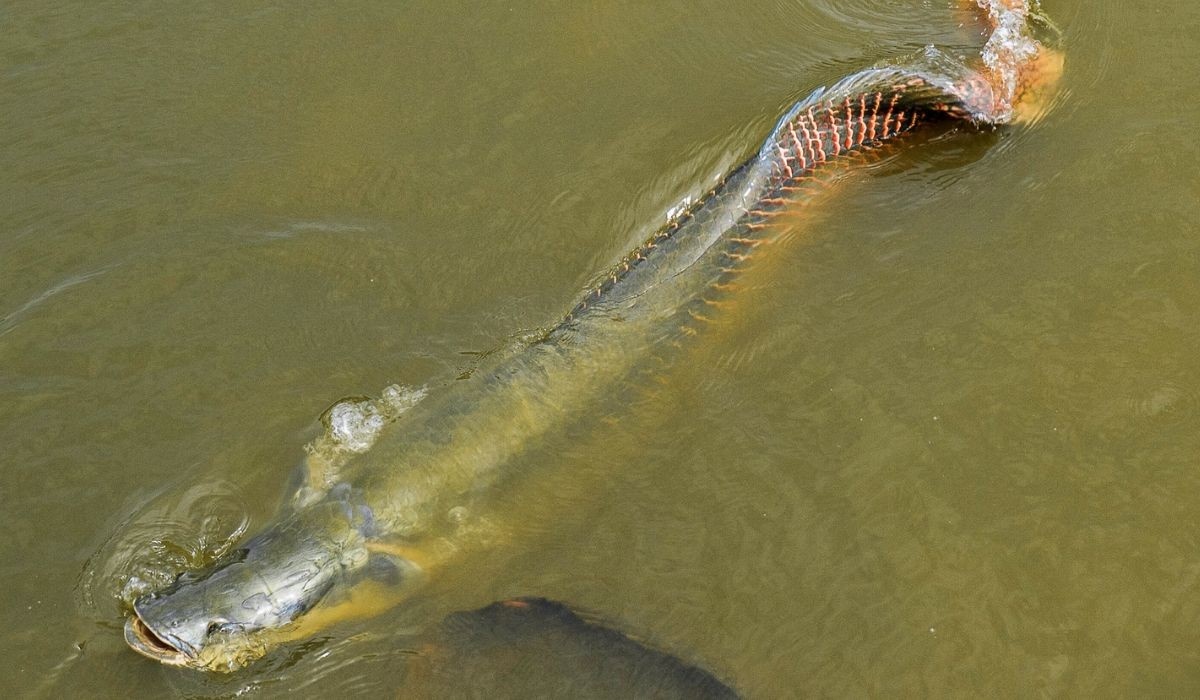 Paradoxo Amazônico: Pirarucu, Invasor no Rio Madeira, Redesenha Ecologia e Economia Local