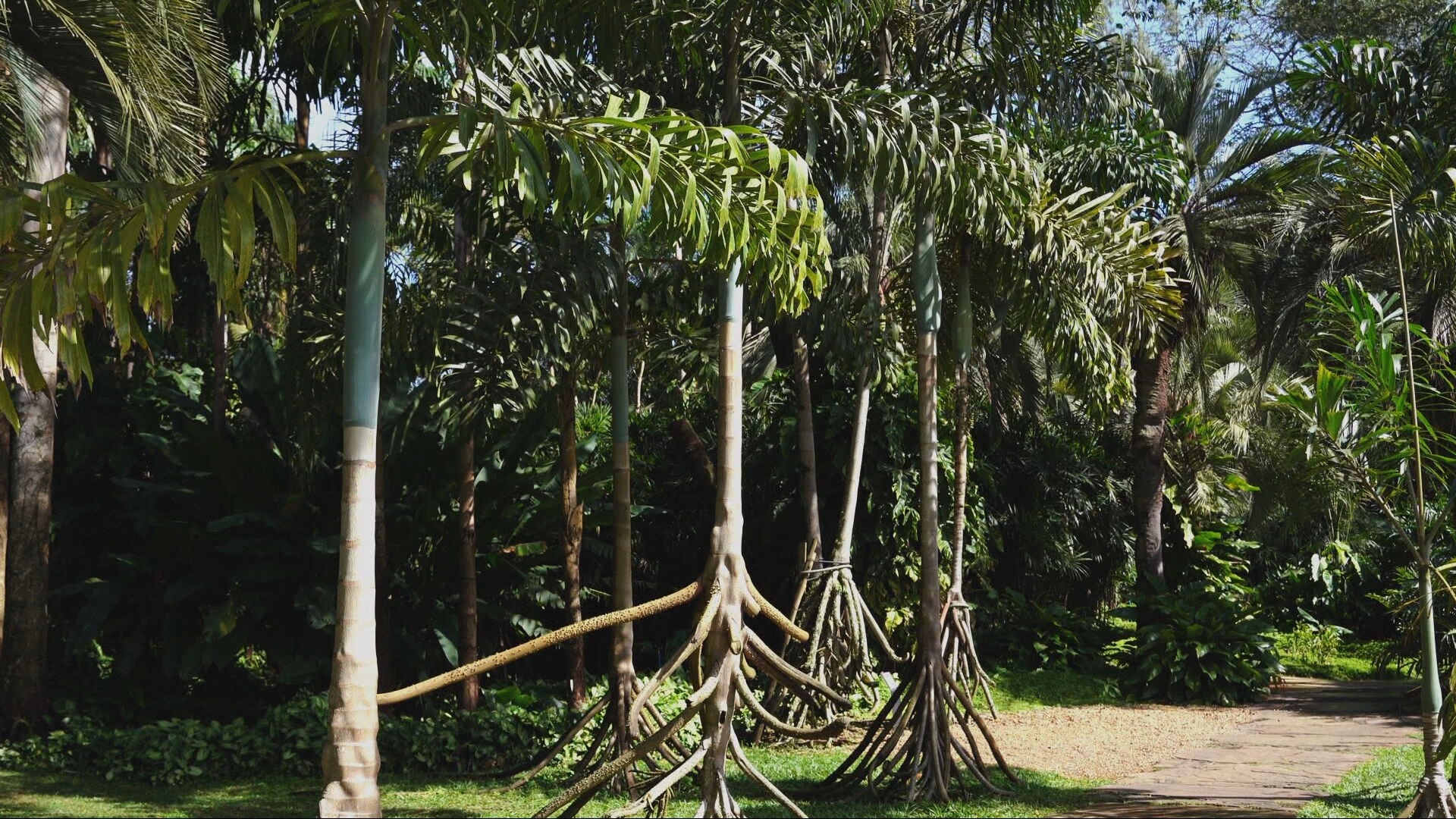 A 'Palmeira que Não Anda': Desvendando a Paxiúba e o Equilíbrio Amazônico Ameaçado