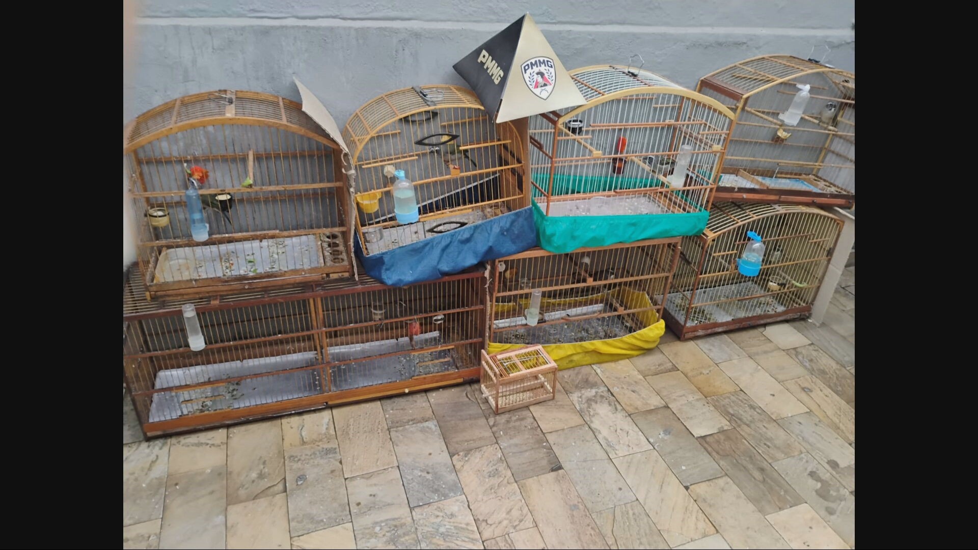 Operação Volatus na Grande BH: O Tráfico de Aves e Suas Ramificações Invisíveis