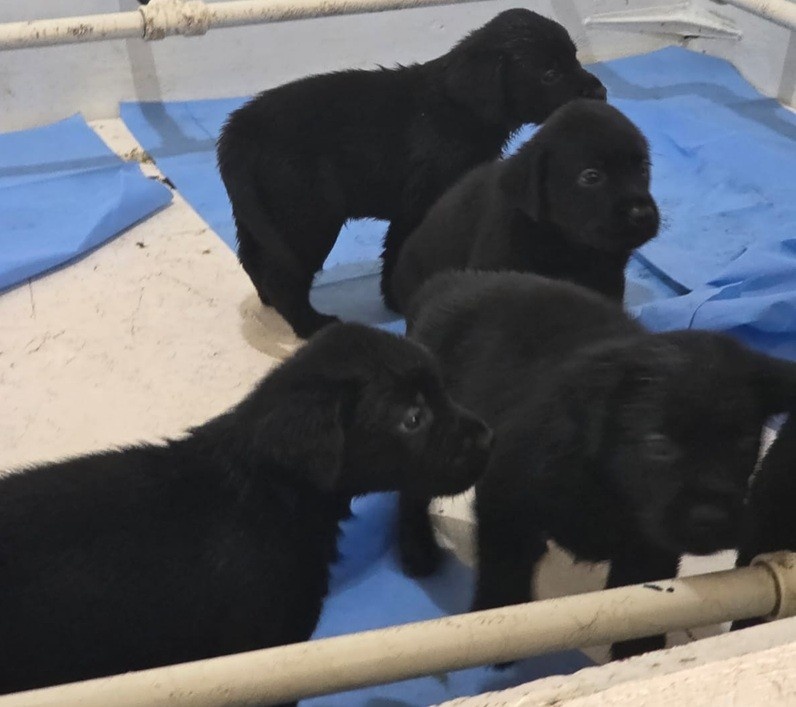 Reforço Estratégico na Segurança do Rio: Como os 20 Novos Cães do BAC Moldarão o Combate ao Crime