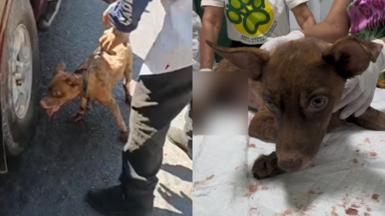 O Caso "Castanha" em Teresina: Reflexos da Crueldade Animal e a Luta por Justiça Regional