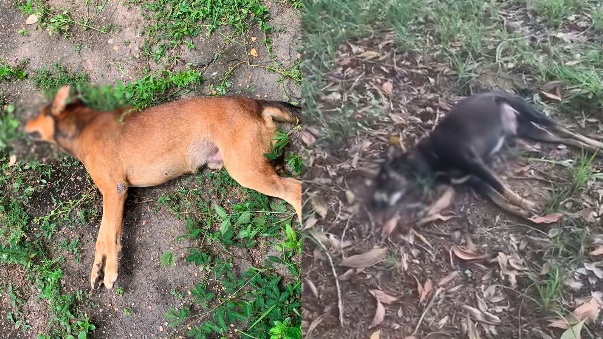 Crueldade Animal na Unifap: Reflexo de um Desafio Ético e de Segurança na Amazônia
