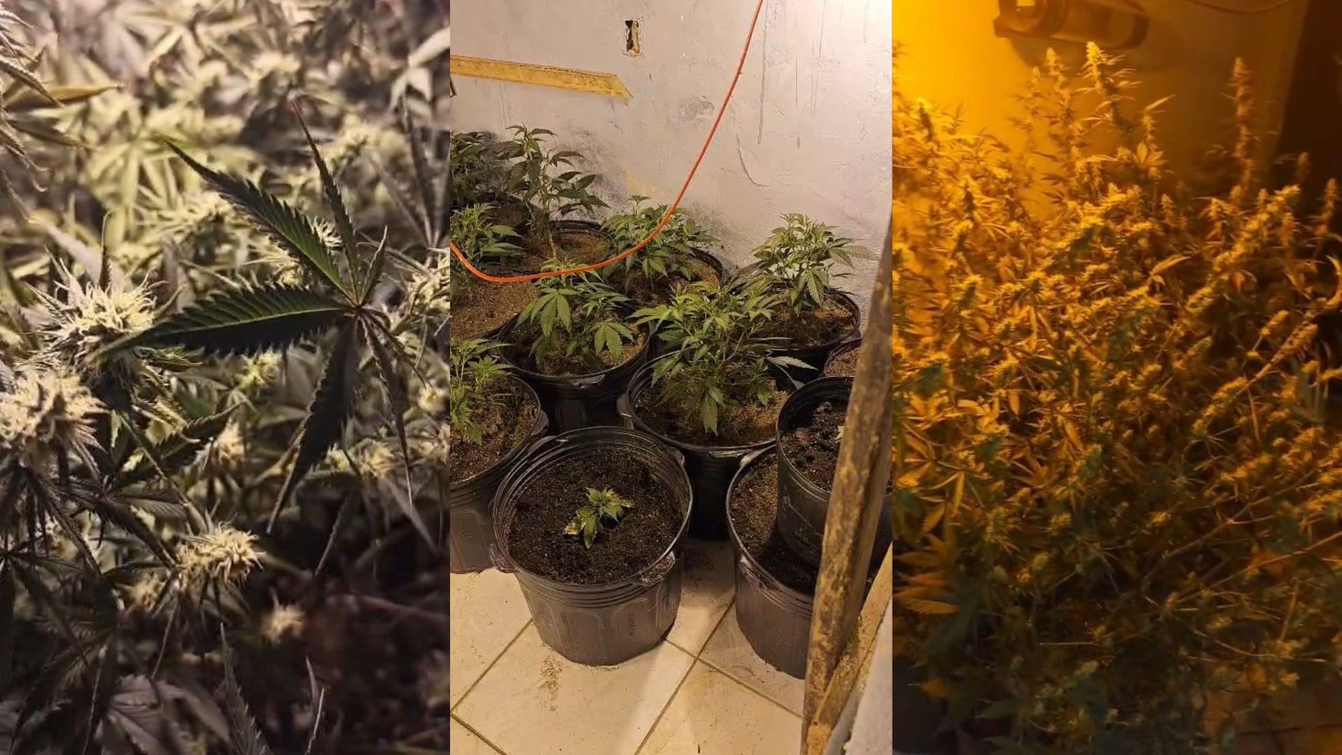 Laboratório de 'Supermaconha' em Cariacica: A Profissionalização do Tráfico e Seus Reflexos Regionais