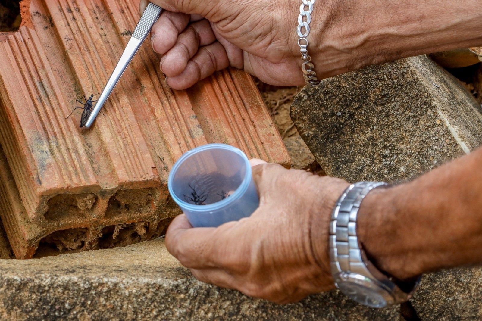 Amapá: Contaminação por Doença de Chagas Revela Urgência Sanitária e Impacto Socioeconômico em Macapá