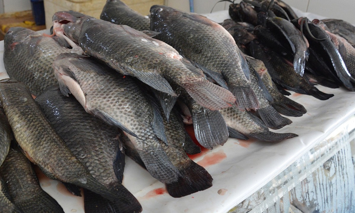 Variação de Preços na Semana Santa em Feira de Santana: O Desafio Oculto do Consumidor