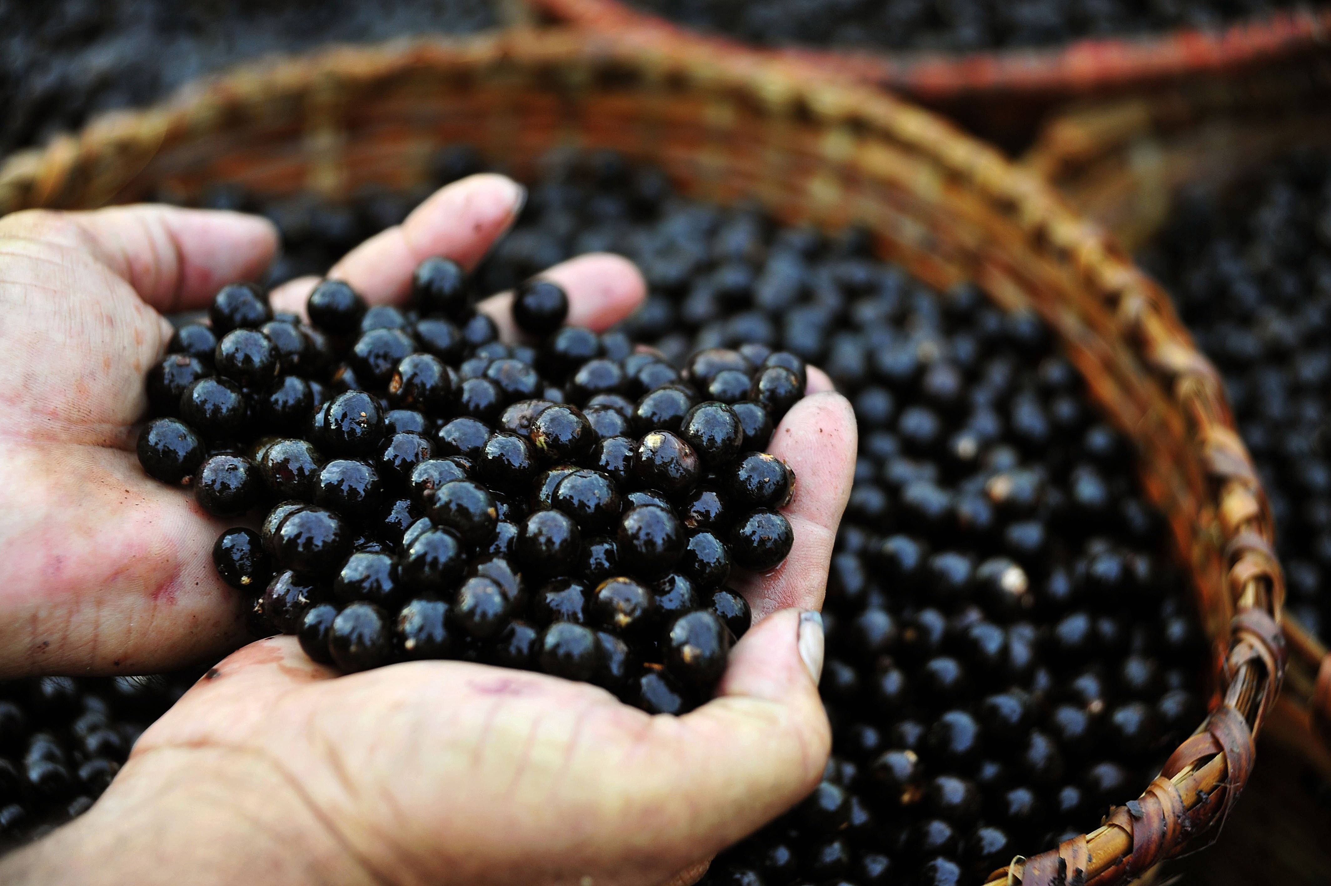 Açaí impulsiona economia do Amapá e mira o mercado global: uma análise profunda