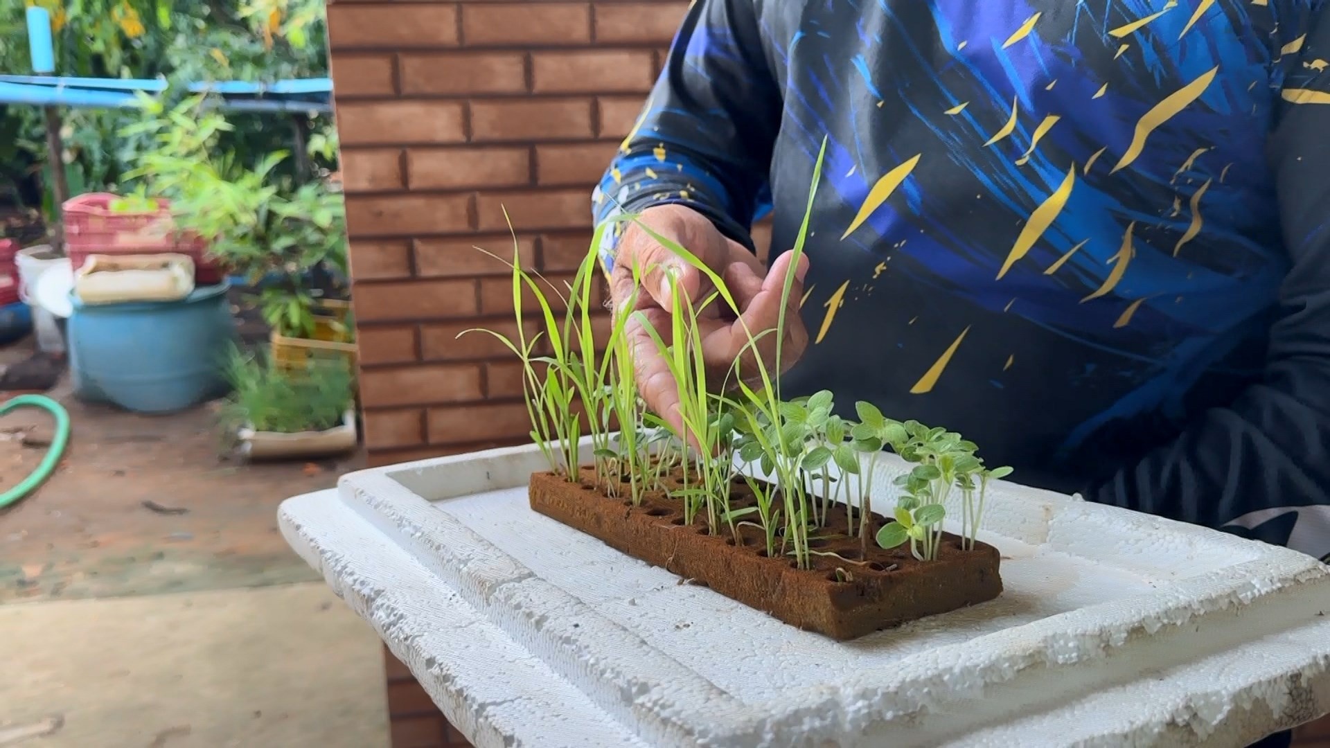 Fraude de Sementes Online no Espírito Santo: Alerta e Consequências para o Agronegócio Regional