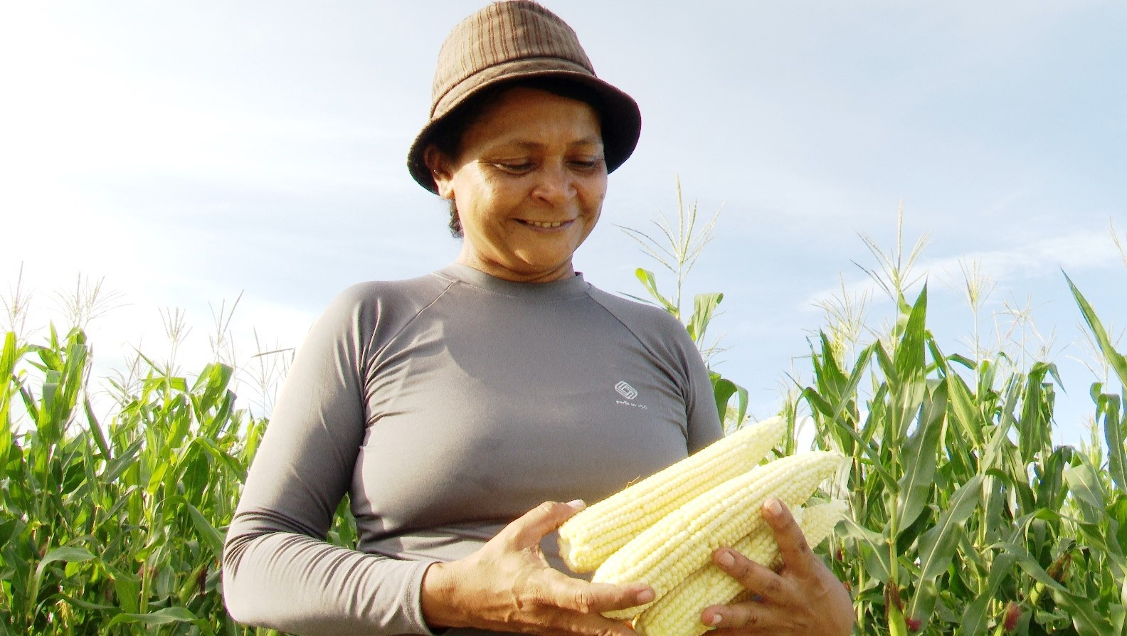 Roraima Desvenda a Economia do Milho Junino: Produtores Familiares Impulsionam Renda e Resiliência Agrícola