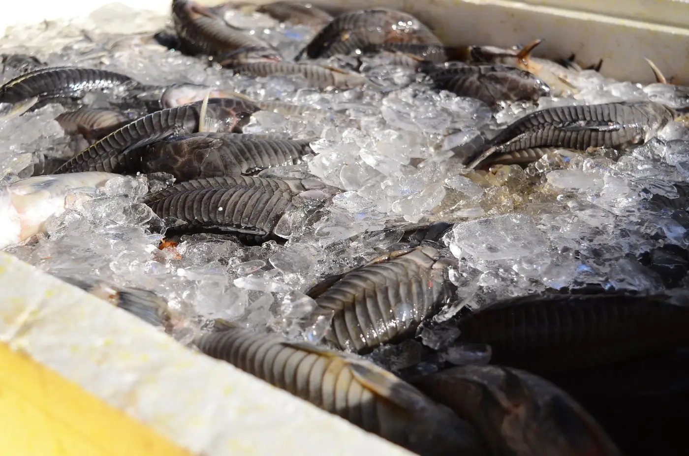 Peixe Popular no Amapá: Ação Governamental Garante Segurança Alimentar e Impulsiona Economia Regional na Semana Santa