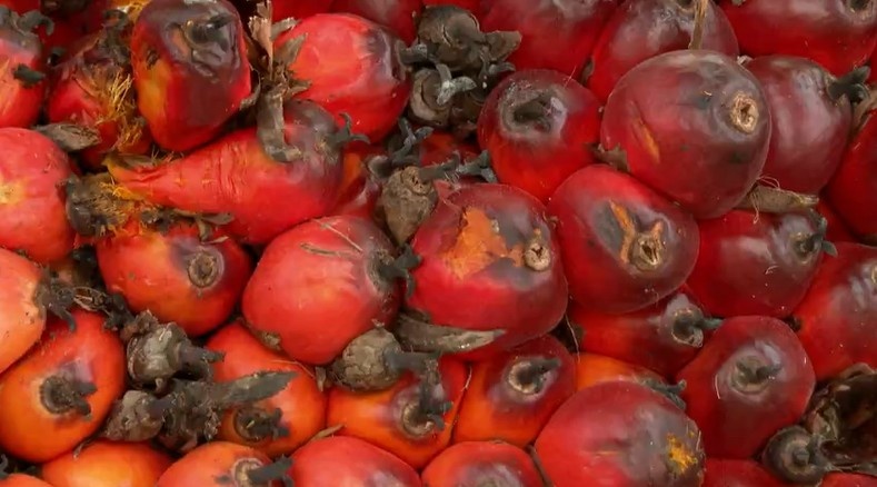 Agrofloresta no Pará Redefine Futuro do Dendê e Gera Valor Inédito no Agronegócio