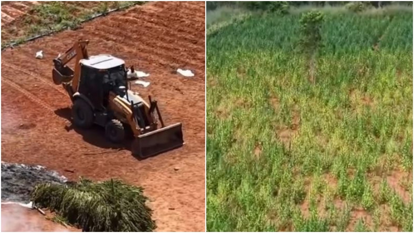 Mega-Plantação de Maconha no Ceará Revela Teia Complexa de Crime, Corrupção e Confiança Pública