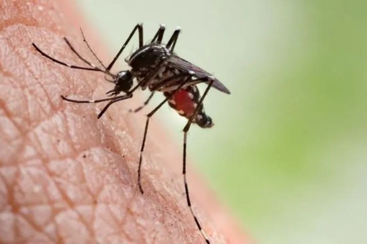 Aracaju Enfrenta Escalada Preocupante do Aedes Aegypti: Análise Crítica dos Desafios Regionais de Saúde Pública