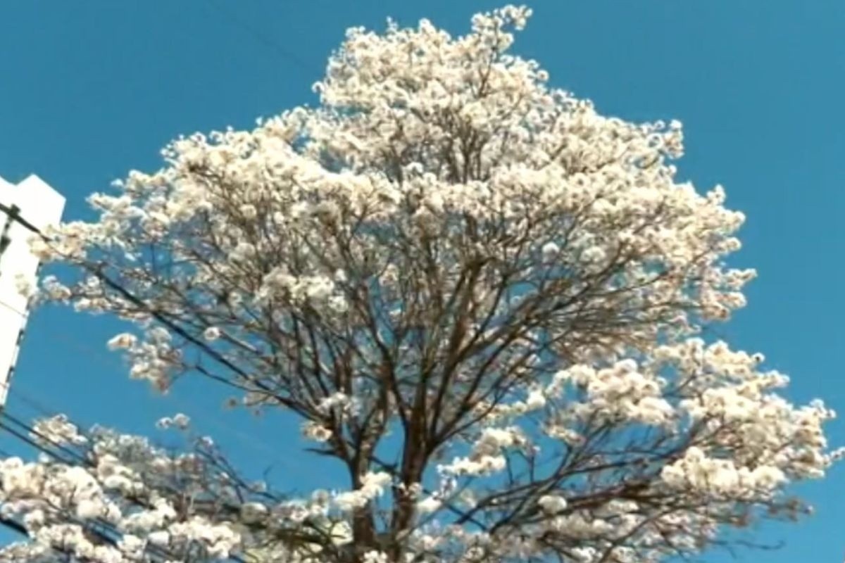Campo Grande: O Legado da Capital Mais Arborizada e o Novo Roteiro para o Verde Urbano Sustentável