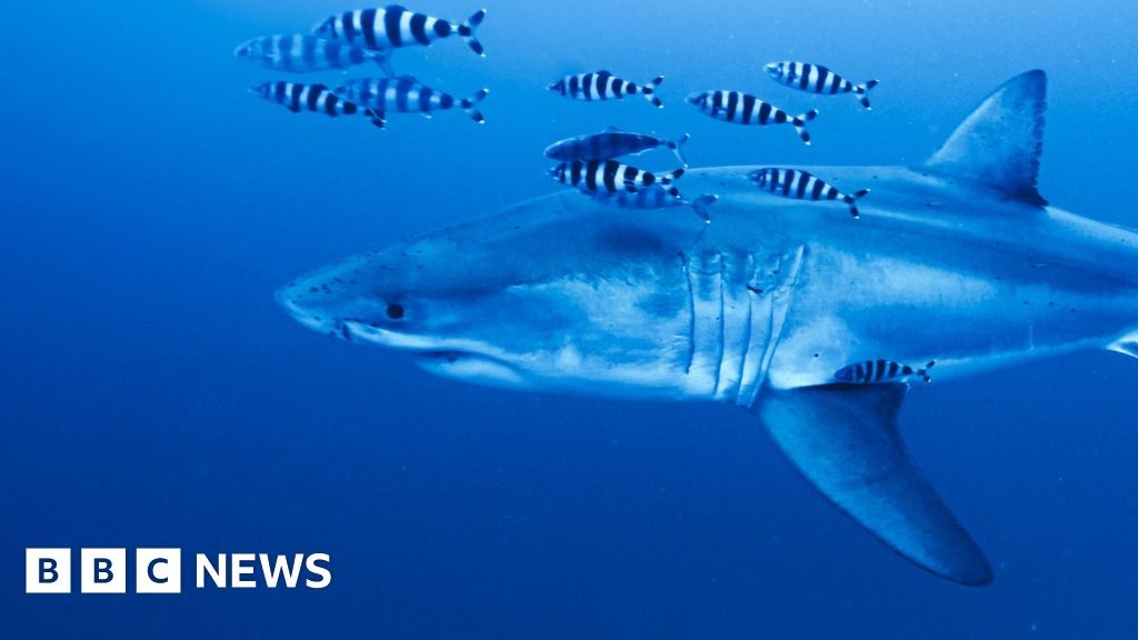 O Retorno Inesperado do Tubarão-Branco no Mediterrâneo: Sinais de Alerta e Esperança para os Oceanos