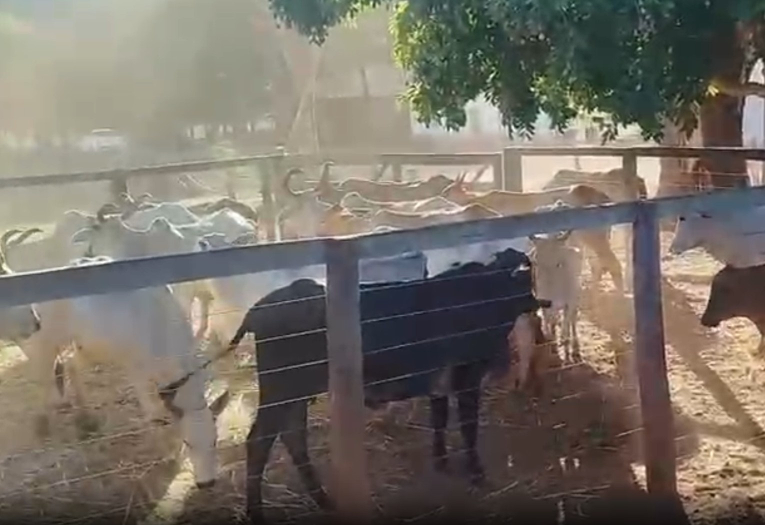 Recuperação de Rebanho em Tocantins: Um Alerta para a Complexidade da Segurança Rural e o Agronegócio Local