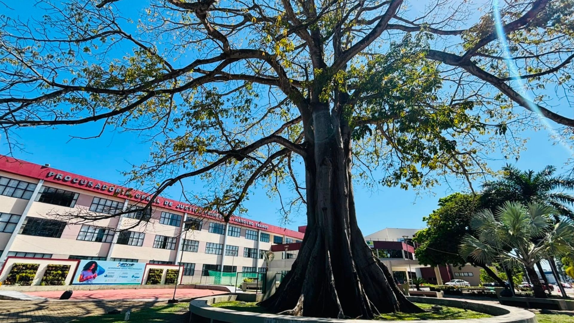 Tombamento da Samaúma em Macapá: Uma Análise do Legado Histórico e Ambiental na Identidade Urbana