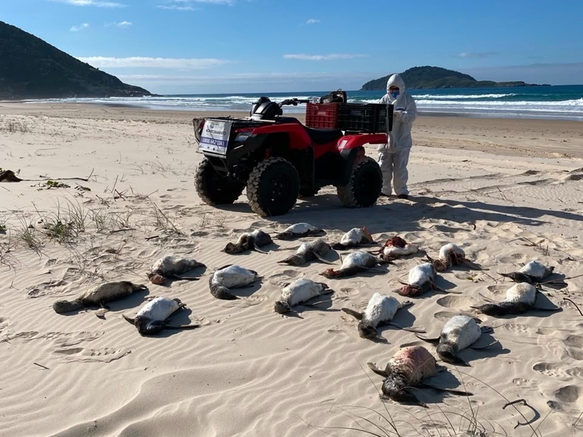 Recorde de Mortandade de Pinguins em SC Acende Alerta sobre a Saúde do Oceano e o Futuro do Litoral