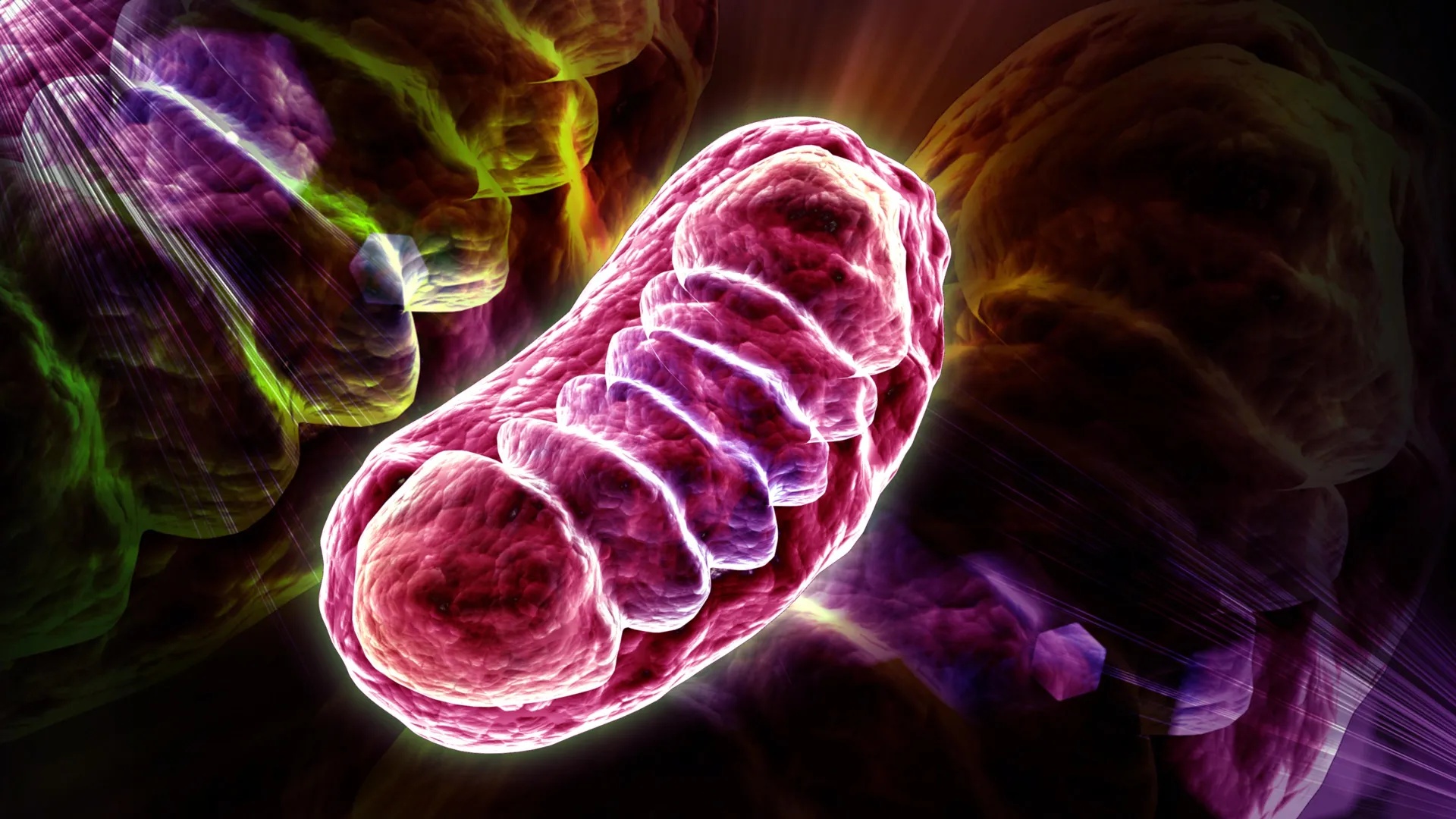 Cientistas Identificam Lipídio Essencial para Reversão de Aspectos do Envelhecimento Celular