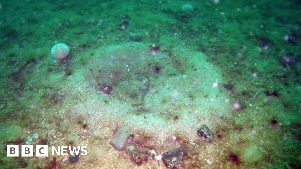 Regeneração Marinha: A Ciência por Trás da Esperança para Nossos Oceanos
