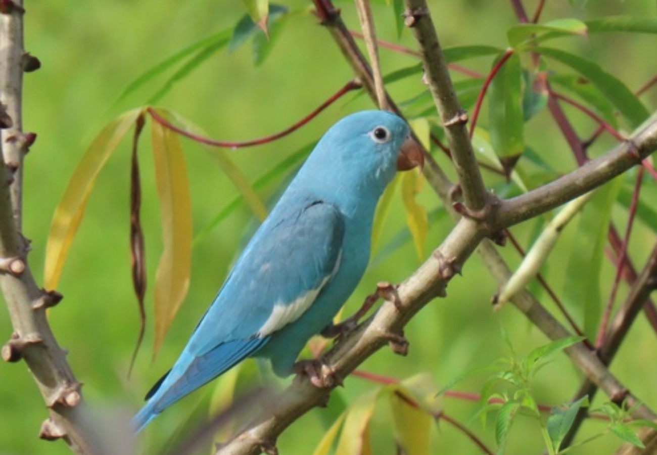 Periquito Azul no Tocantins: O Que o Cianismo Revela Sobre a Biodiversidade Regional e Seus Desafios