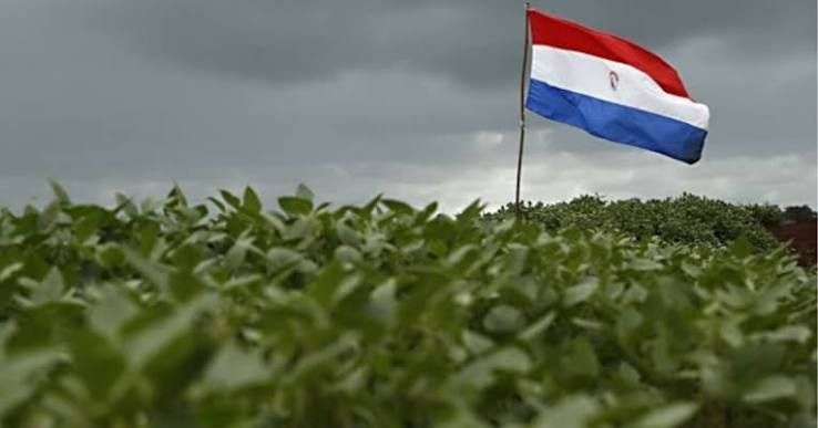Safra Recorde de Soja no Paraguai: O Que Significa para o Bolso do Brasileiro e a Segurança Alimentar Regional