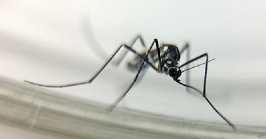 Surto de Febre Amarela em São Paulo: 6 Mortes e Risco Iminente Exigem Alerta Ampliado