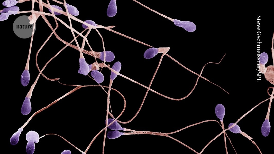 Revolução Metabólica: Drogas GLP-1 para Obesidade Resignificam a Saúde Reprodutiva Masculina