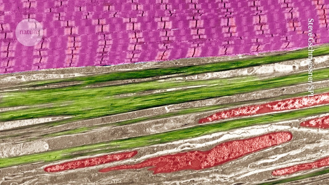 Preservação Muscular Redefine o Tratamento da Obesidade com Novas Drogas