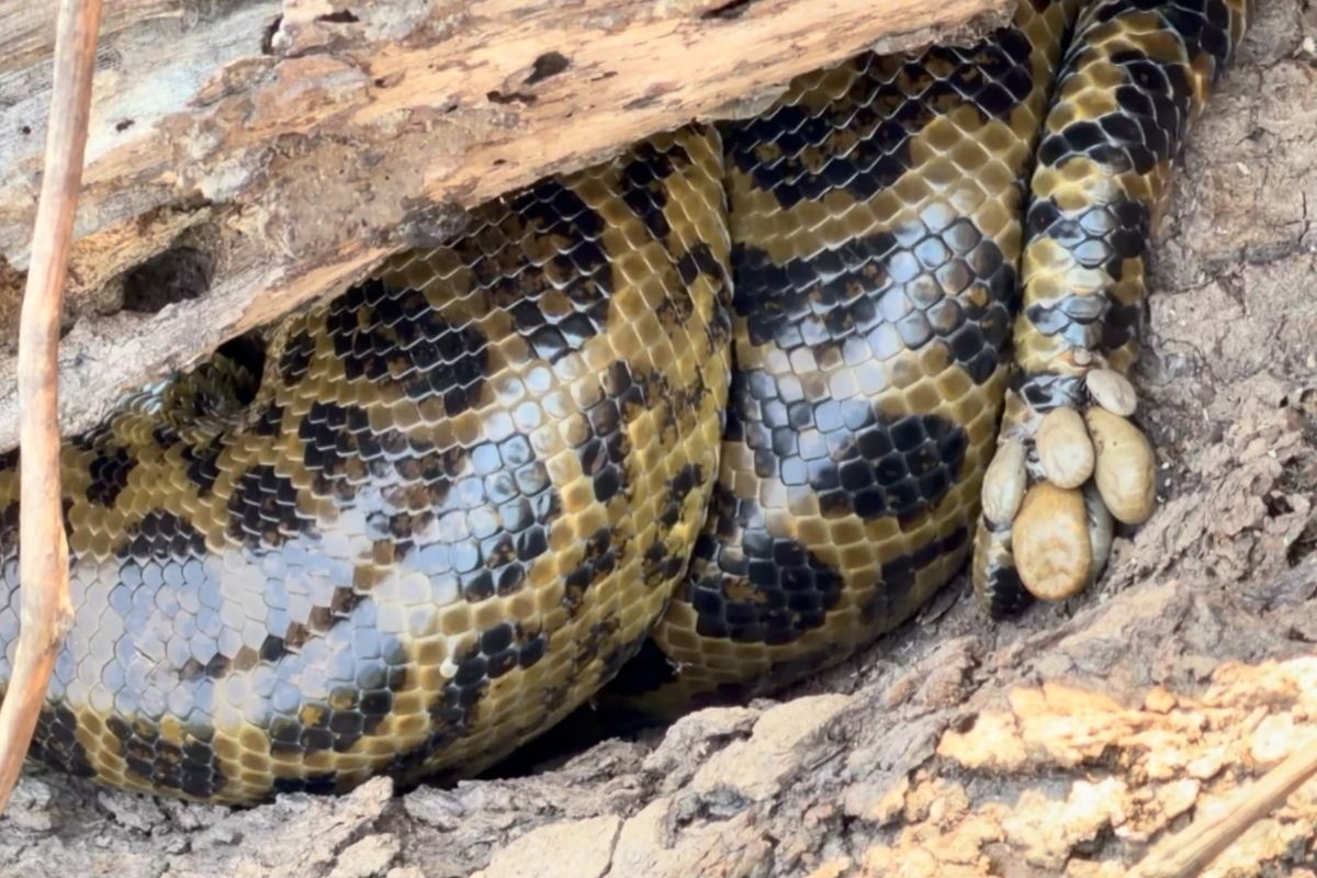 A Sucuri Infestada e o Alerta Climático do Pantanal: Um Barômetro da Crise Regional