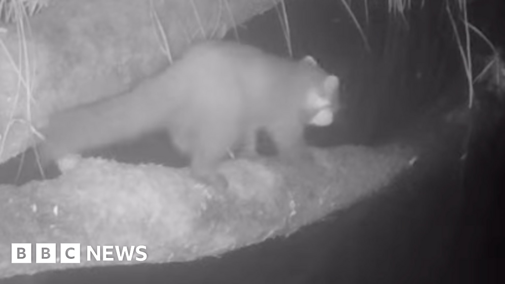 Rara Visão de Marta na Cornualha Sinaliza Esperança para a Biodiversidade Britânica