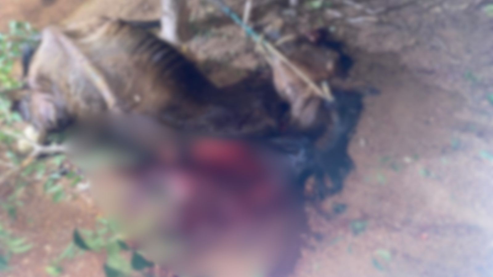 Indiciamento por Maus-Tratos em Cristalândia: Um Marco na Aplicação da Lei Animal no Piauí Rural