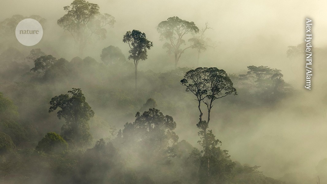 Vulnerabilidade Climática Unifica Florestas: A Ciência Revela Igual Fragilidade entre Árvores Altas e Baixas