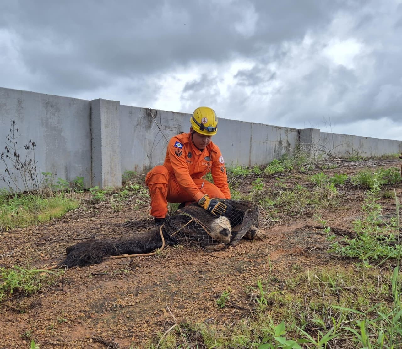 Resgate de Tamanduá-Bandeira em Lucas do Rio Verde: O Alerta Silencioso do Progresso Regional