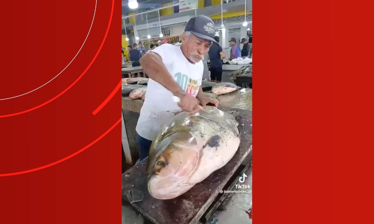 O Retorno dos Gigantes Amazônicos: O Que um Tambaqui de 50 Quilos Revela Sobre a Saúde do Rio e Nossas Mesas