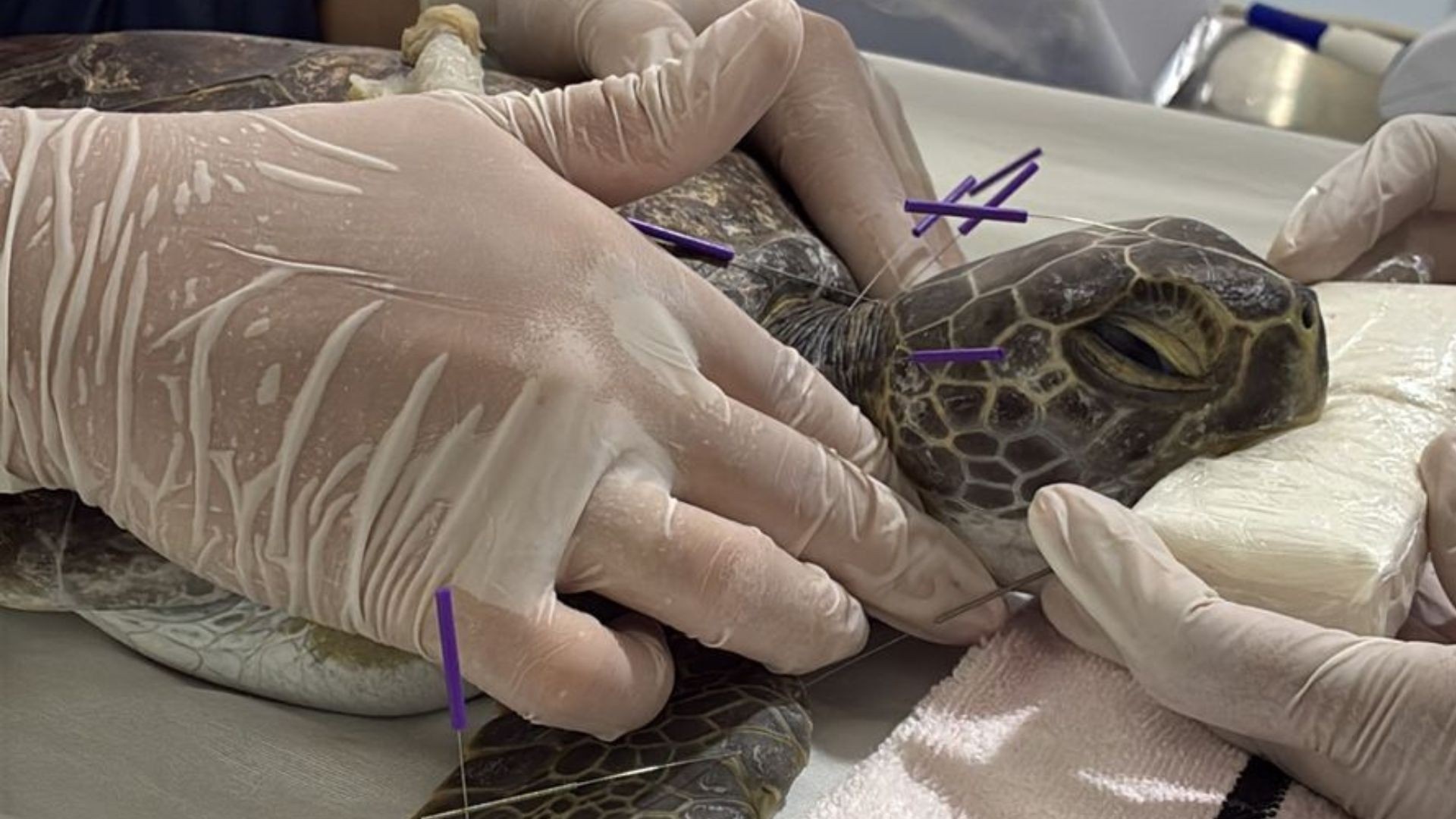 Crise Silenciosa: Recorde de Atropelamentos de Tartarugas na Baía de Vitória Acende Alerta Ambiental e Social no ES