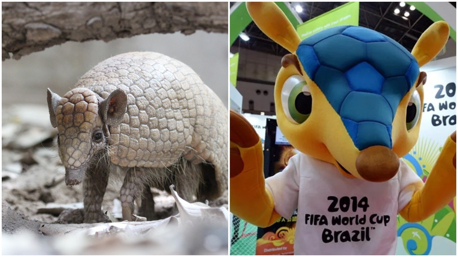 Ameaça ao Tatu-bola no Ceará: Reflexo de uma Crise Ambiental Persistente Pós-Copa 2014