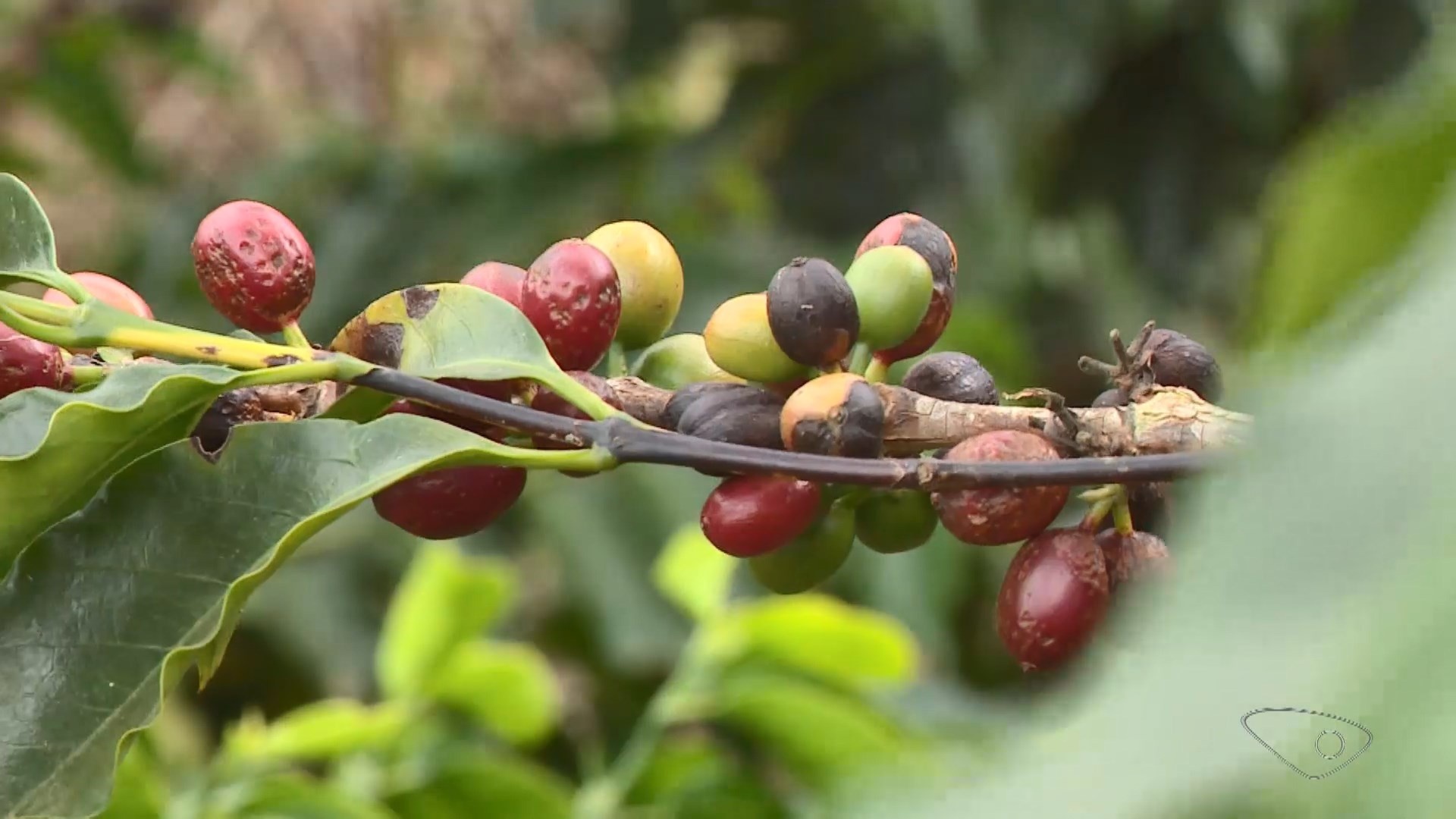 El Niño Ameaça Colheita Capixaba e Dispara Preços do Café: Entenda o Impacto Direto no Seu Bolso