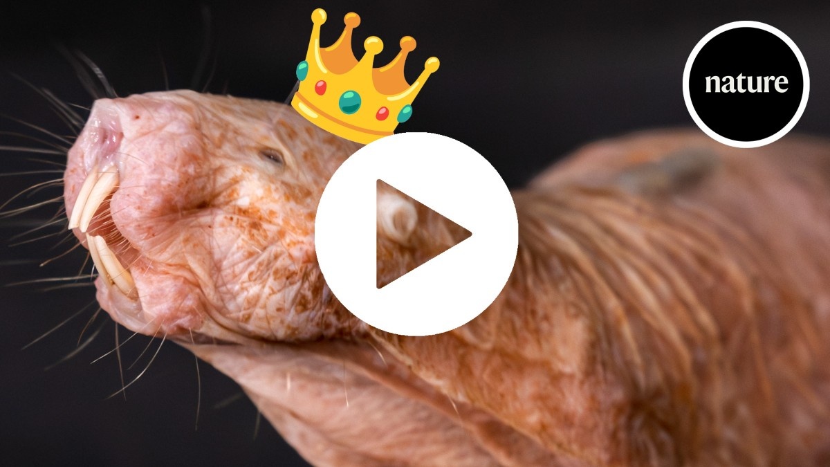 Isopropil Miristato: A Simples Molécula Que Dita a Ordem em Sociedades Animais Complexas