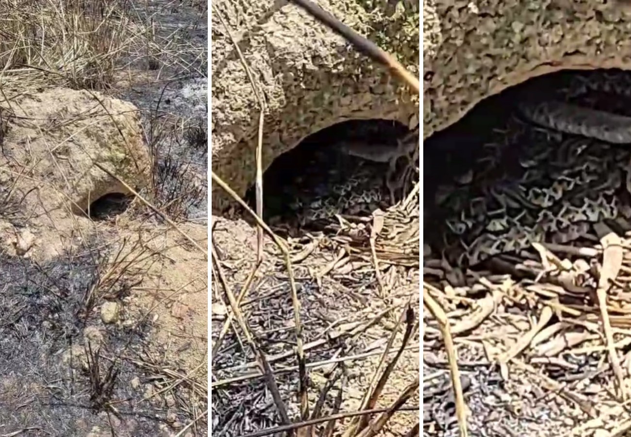 Tocantins: Aumento de Acidentes com Serpentes Revela Tensão Crescente entre Urbanização e Biodiversidade
