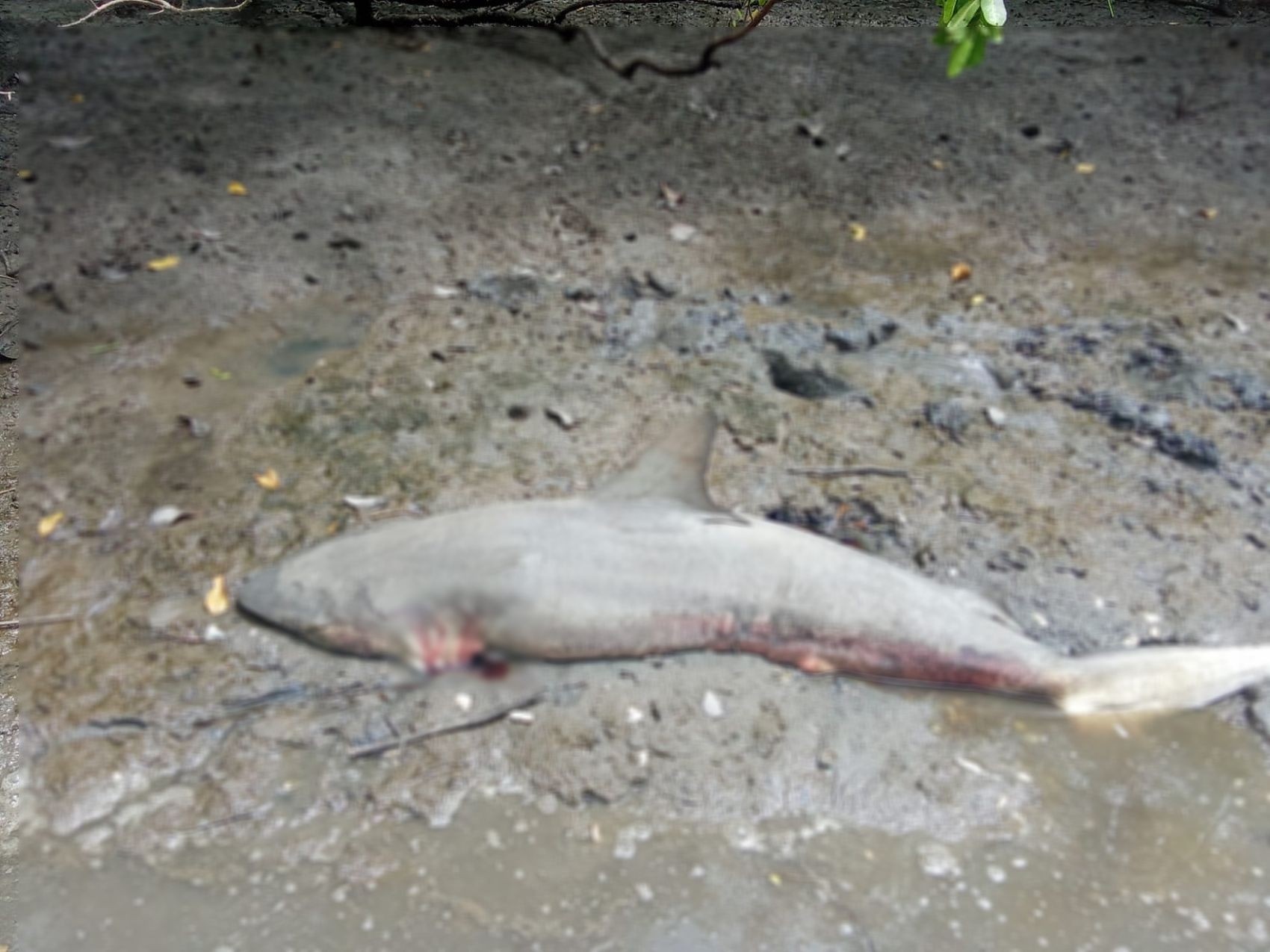 Tubarão Morto em São Cristóvão: Um Alerta Ecológico para a Costa Sergipana