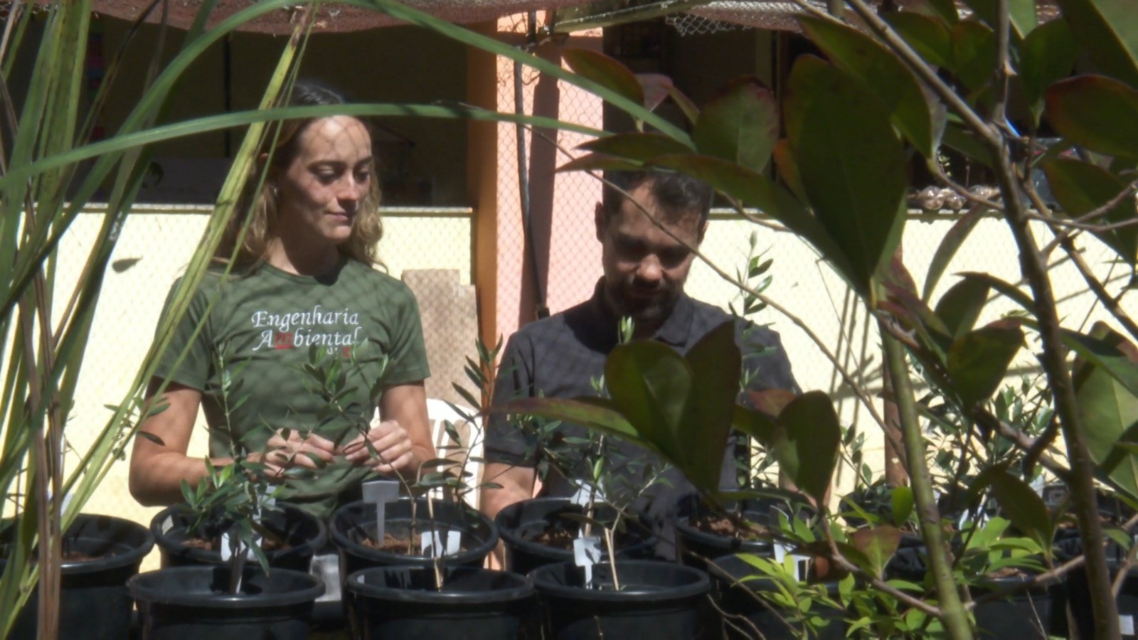 UFMG Desbloqueia Autonomia Agrícola: A Revolução dos Fertilizantes Sustentáveis e Seu Impacto Regional