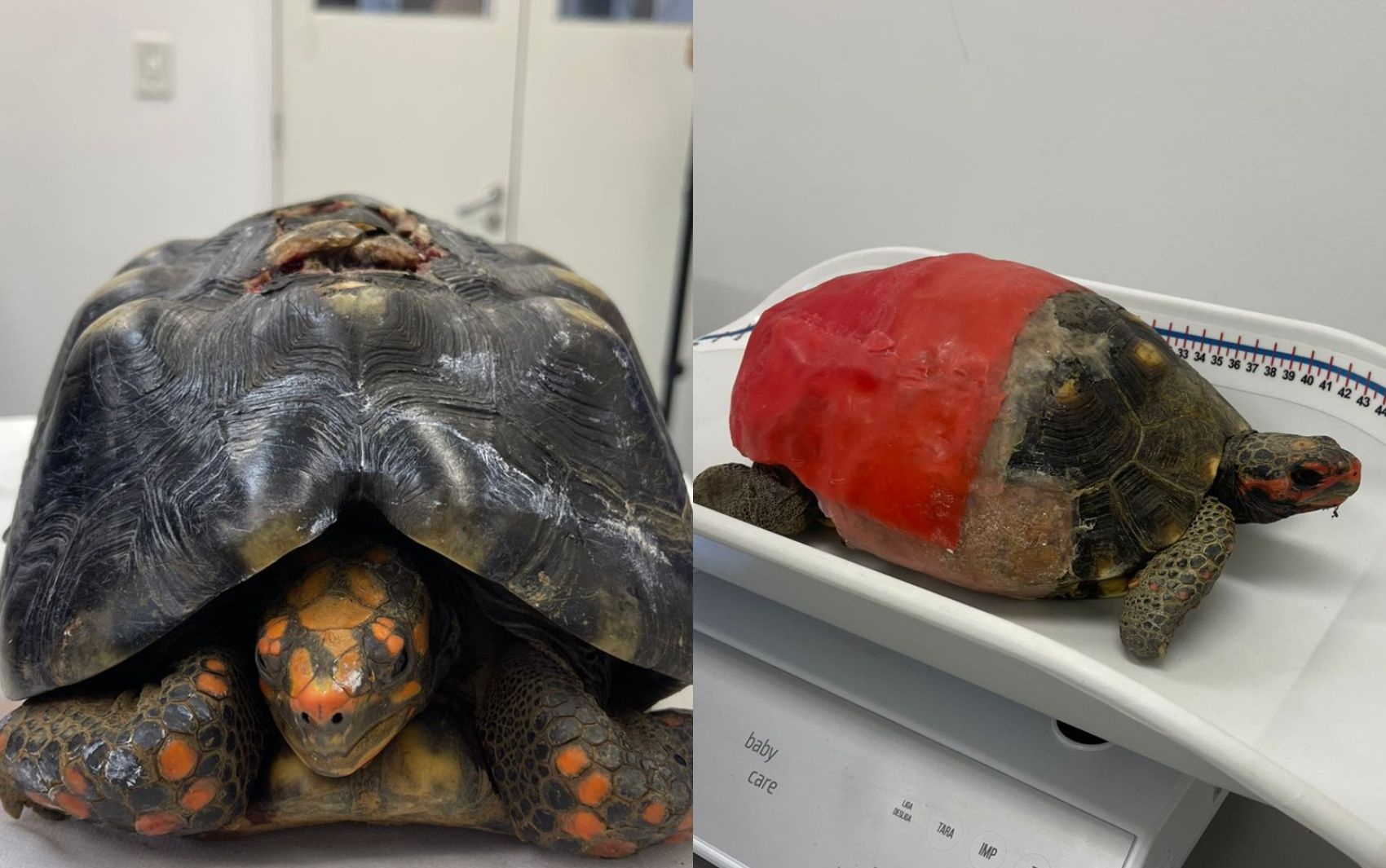 Sergipe Reafirma Liderança em Conservação: UFS Revoluciona Reconstrução de Cascos de Jabuti