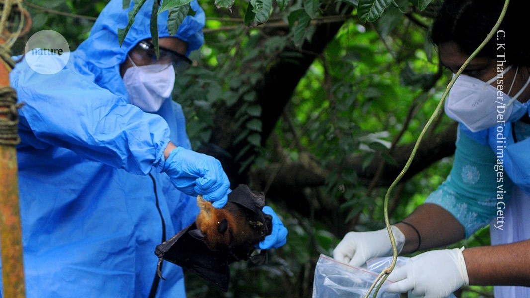 Inovação Científica: Mosquitos Reprogramados para Vacinar Morcegos e Conter Ameças Pandêmicas